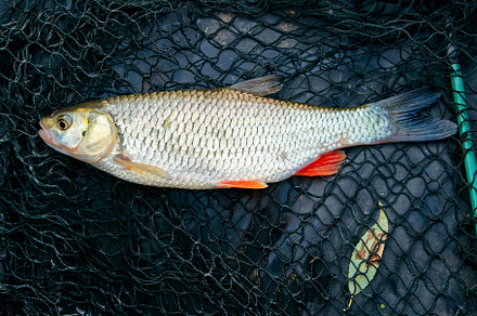 Chub lying on fishing landing net