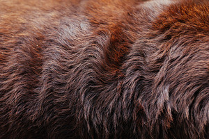 Close-up view of rich brown dog fur texture under soft light, an Animal Photo by OSORIOartist