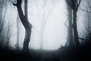 Haunted Halloween Forest Pack 2, a Nature Photo by Atmospheric visuals (Thumbnail 6 of 6)