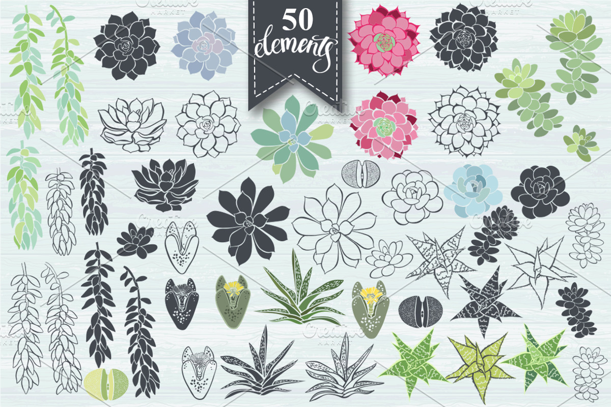 Succulents., an Illustration by maritime_m (Photo 3 of 8)