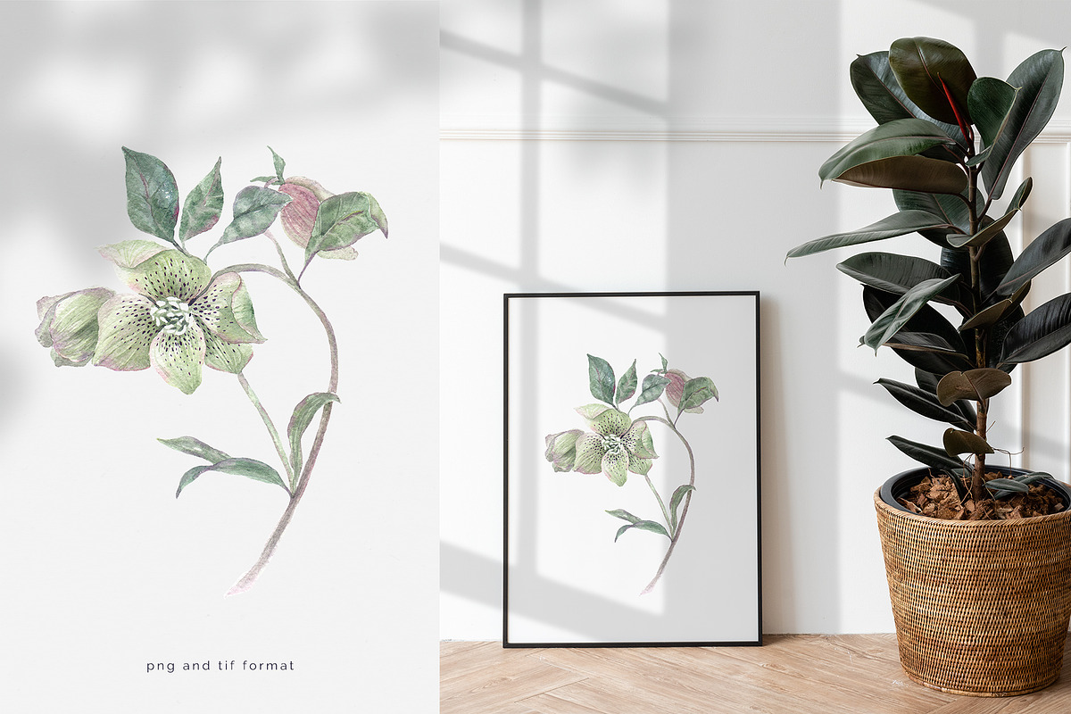 Hellebore. Pencil and watercolor, an Illustration by Tilling (Photo 4 of 6)