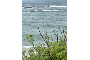 Coastal vegetation with green plants, a Photo by tilialucida