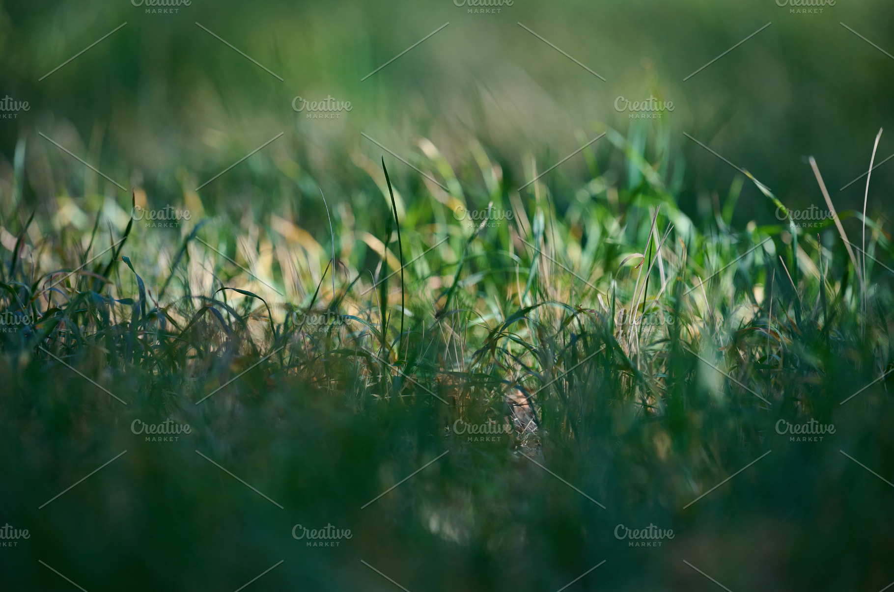 Green grass in a field, focused on the center, with a blurred fo, a Nature Photo by ndanko