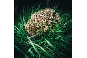 Close up of a wild hedgehog hiding, an Animal Photo by Red Hot Chili Pepper Shop