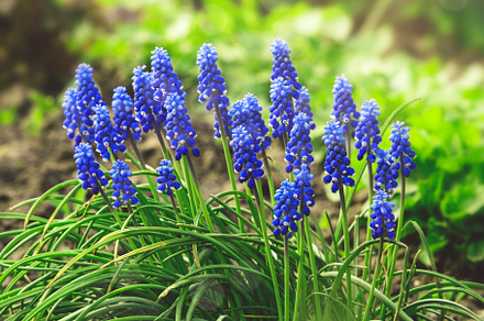 Spring natural background with blue flowers and sun rays. Common, a Nature Photo by 5PH