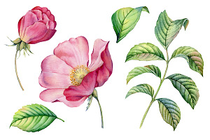 Watercolor Botanical Briar Flowers