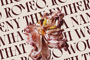 Archer Display - Ligature Serif Font, a Serif Font by SilverStag Type Foundry (Thumbnail 2 of 29)