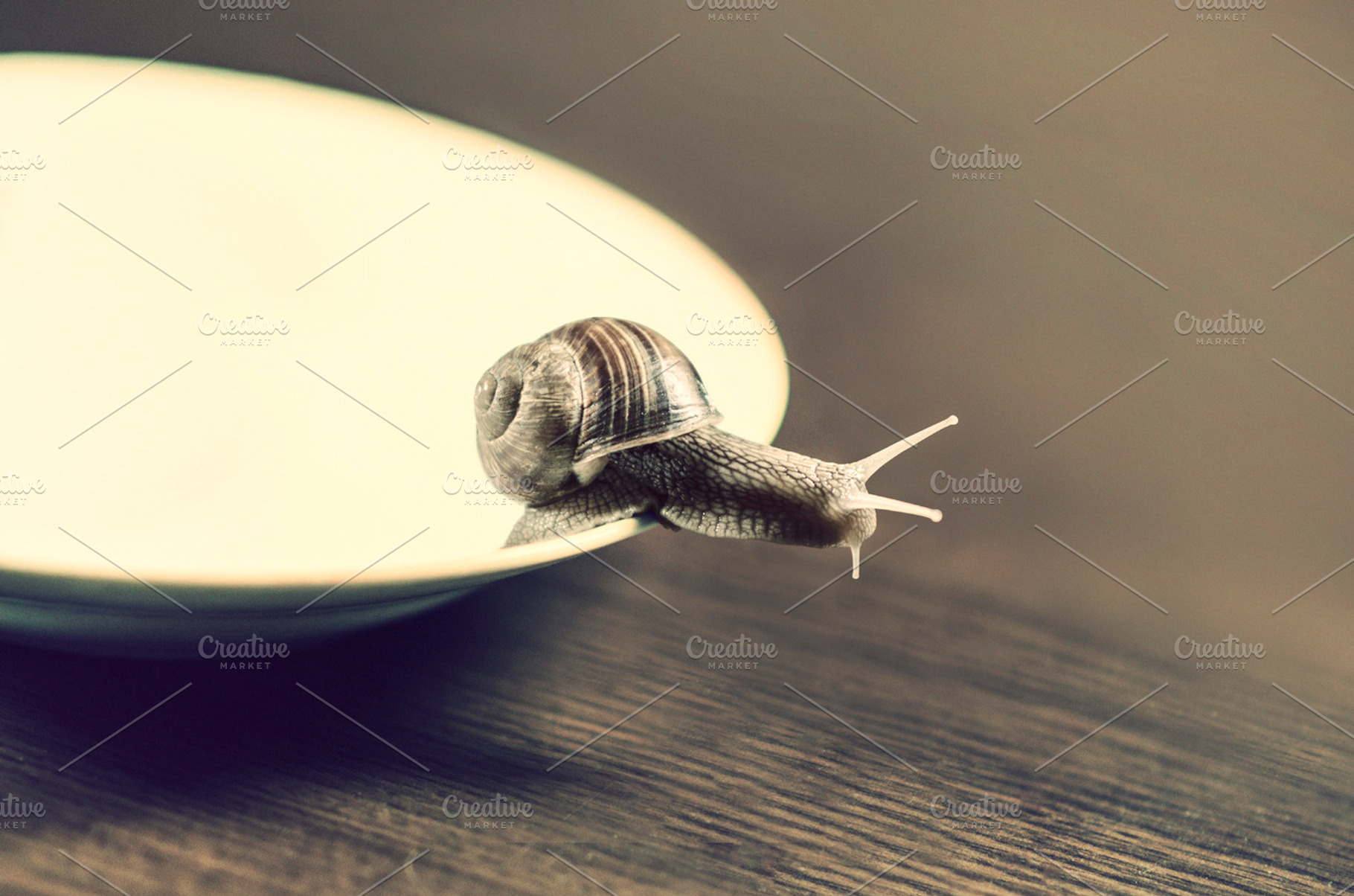 Curious Snail