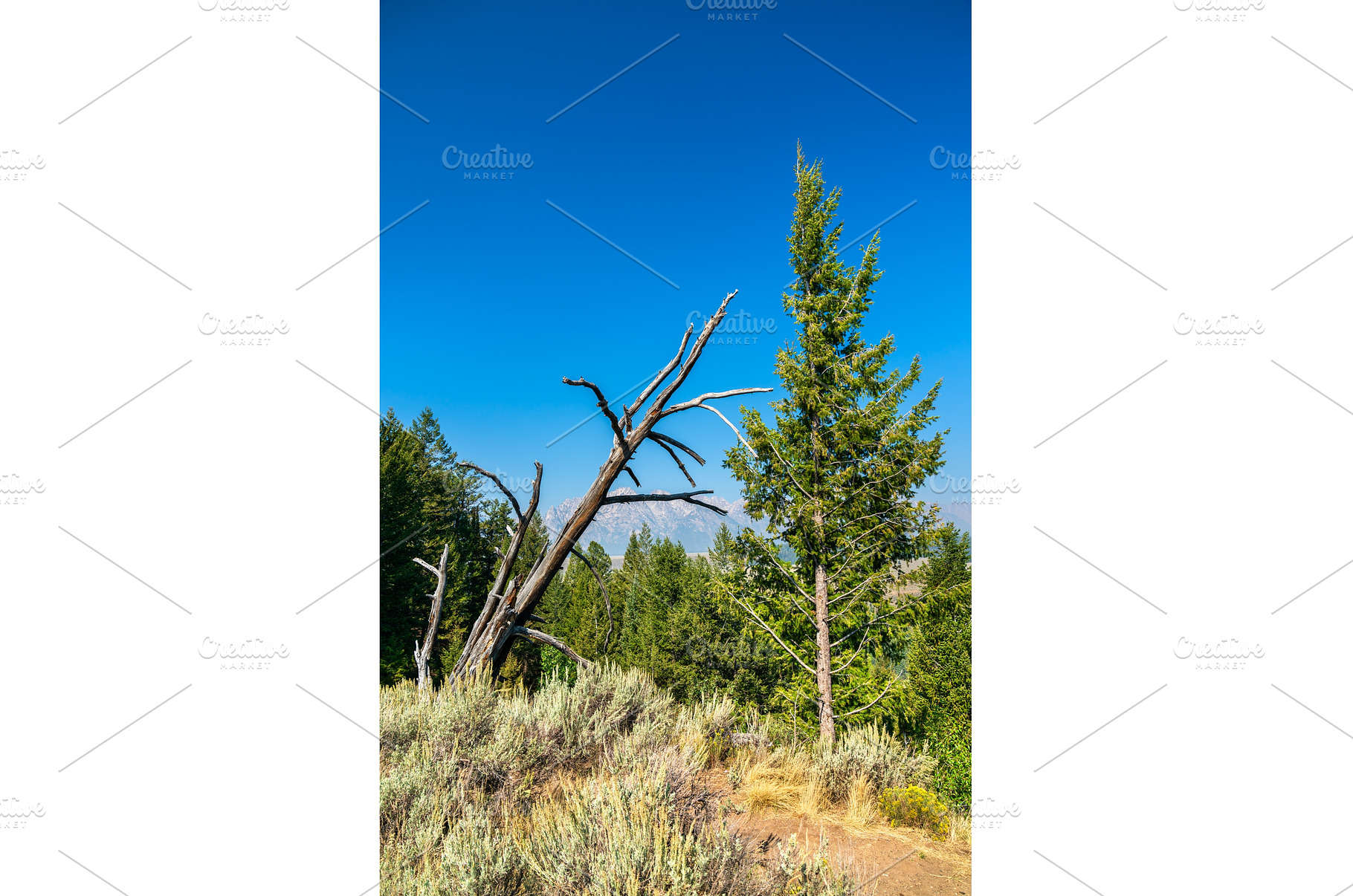 Dry tree and pine forest in Grand, a Nature Photo by Leonid Andronov