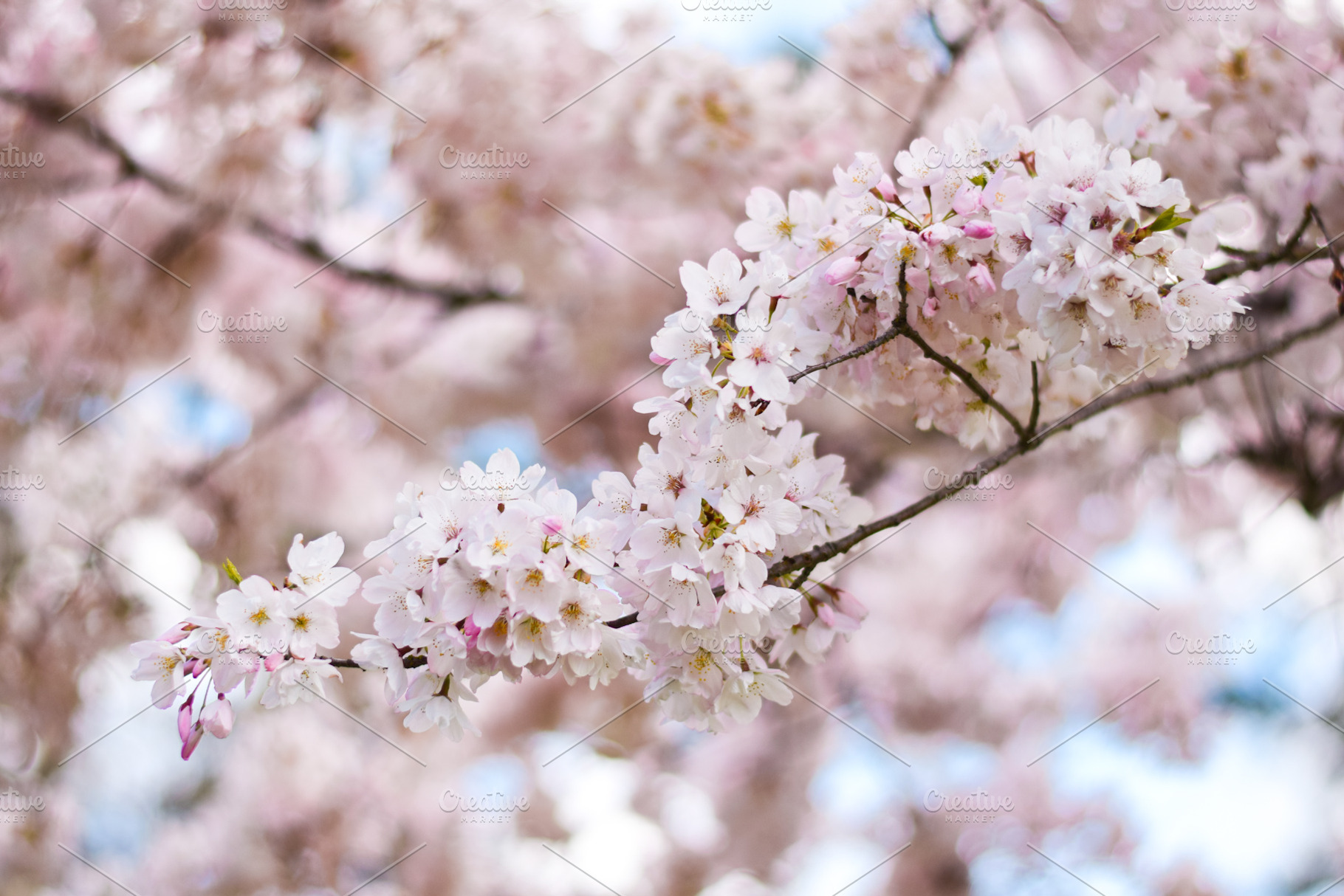 Pink Cherry Blossoms Close, a Photo by larkstudios