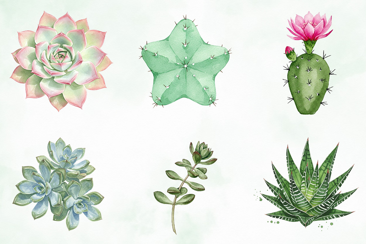 Watercolor Succulent Clipart, an Illustration by Creative Art (Photo 3 of 10)
