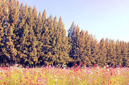 Bush Of Bougainvillea Flowers Featuring Nature Flower And Floral preview 6