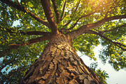 98 Trees view from below, a Nature Photo by Handmadefont (Thumbnail 92 of 98)