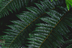 Lush Green Fern Foliage Stock Photo, a Nature Photo by René Jordaan Photography