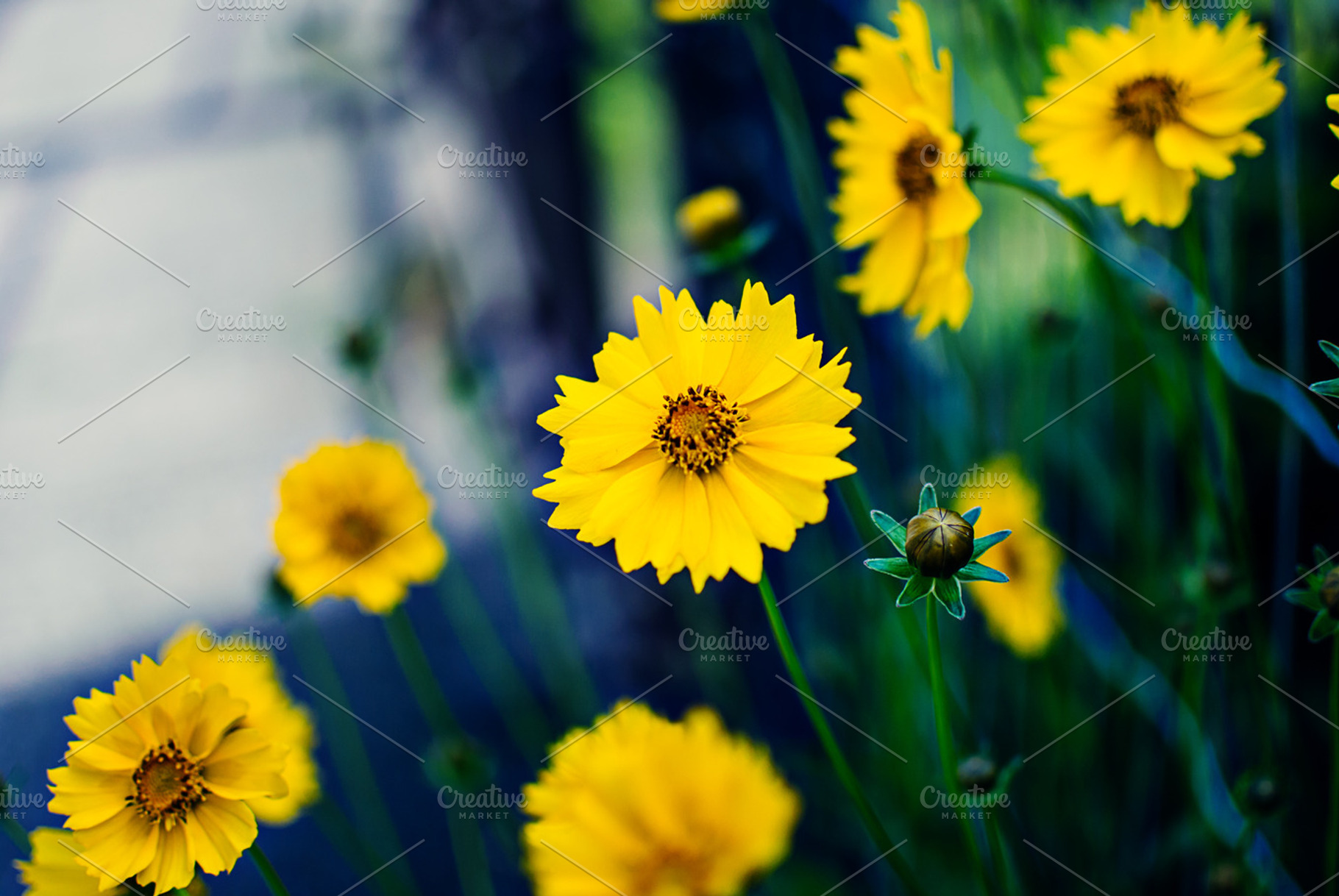yellow summer flowers, a Photo by André Bernardo