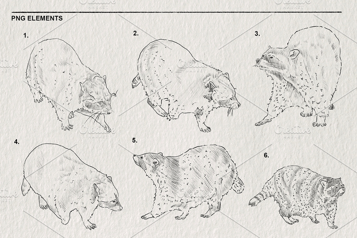 Raccoon sketches PNG, an Animal Illustration by LOKSKIH (Photo 3 of 4)