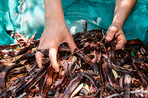 the hands of a man pick up ripe carob pods in Spain, a Photo by Nito