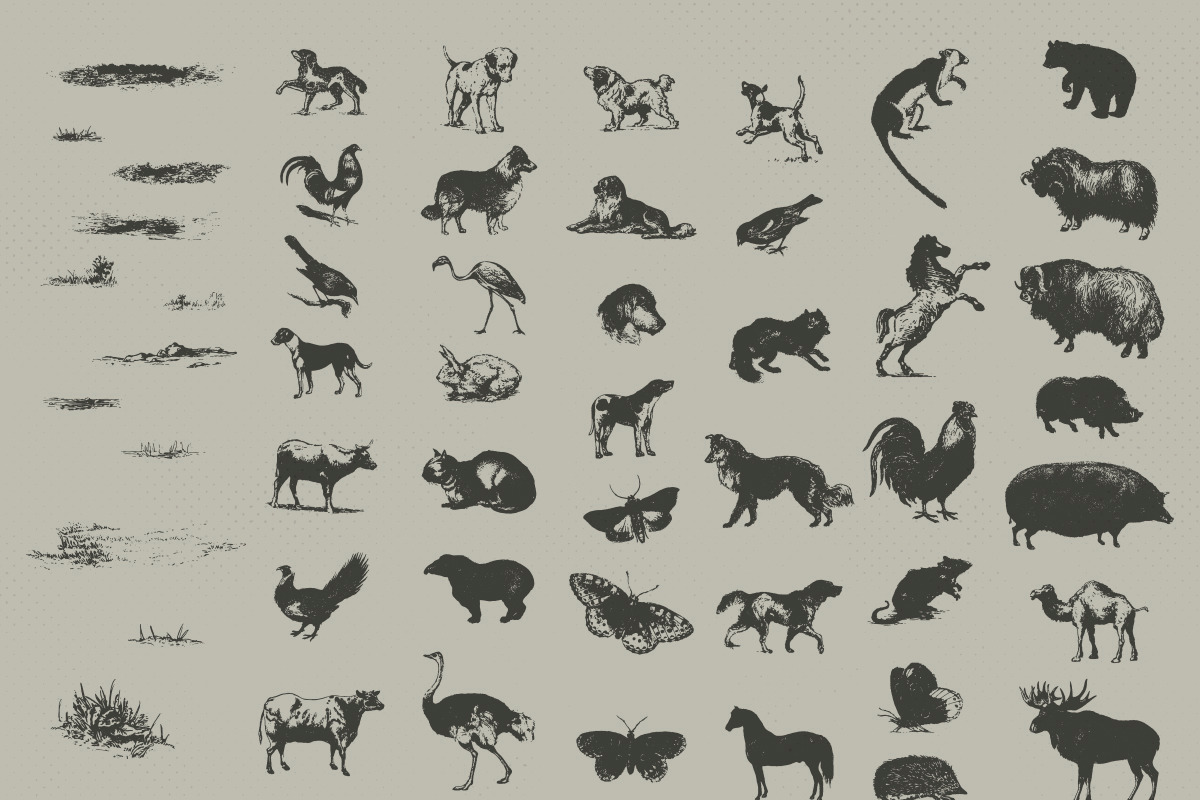 Vintage Animal Drawings Bundle, an Object Graphic by danielcomerci (Photo 2 of 4)