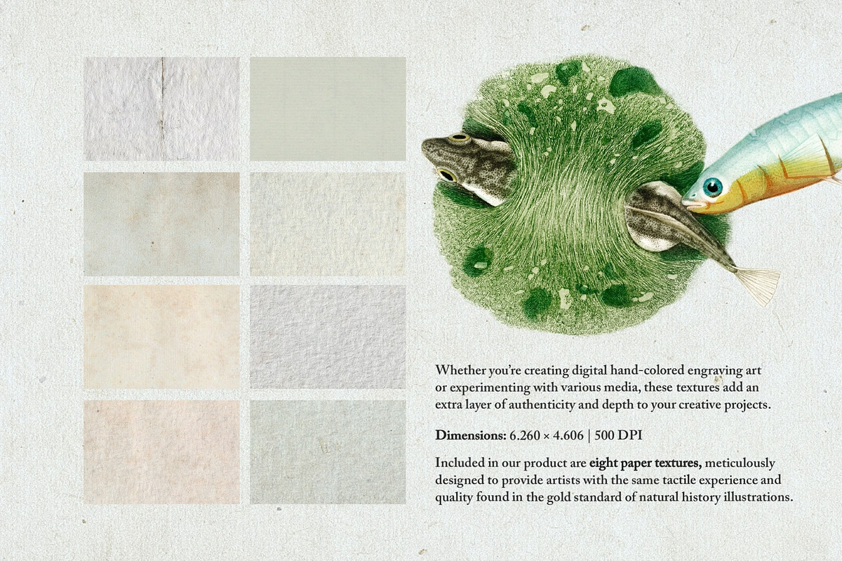 Hand Colored Engraving Procreate Kit, a Brush Add-On by Digi Life (Photo 7 of 10)