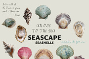 SEASCAPE Line, Seashells & Textures, an Object Graphic by Lana Elanor (Thumbnail 9 of 11)