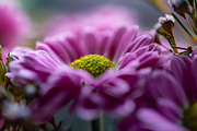 Pink Chrysanthemum flower, a Nature Photo by Ana Dee Photography (Thumbnail 2 of 2)