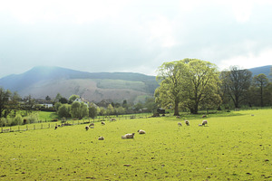 Landscape Hills, trees field & Sheep