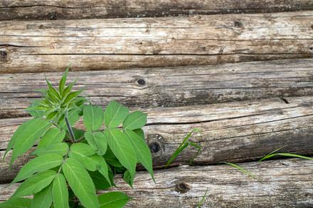 Fragment of the wall of a log house.