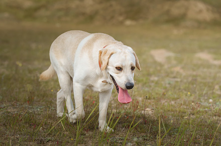 dog labrador retriever fawn color in, an Animal Photo by AlexBush