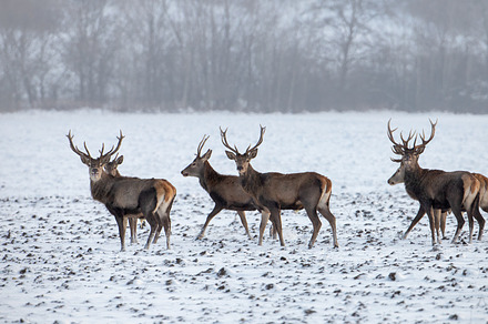 Herd of red deer cervus elaphus stock photo containing red deer and winter, an Animal Photo by WildMedia