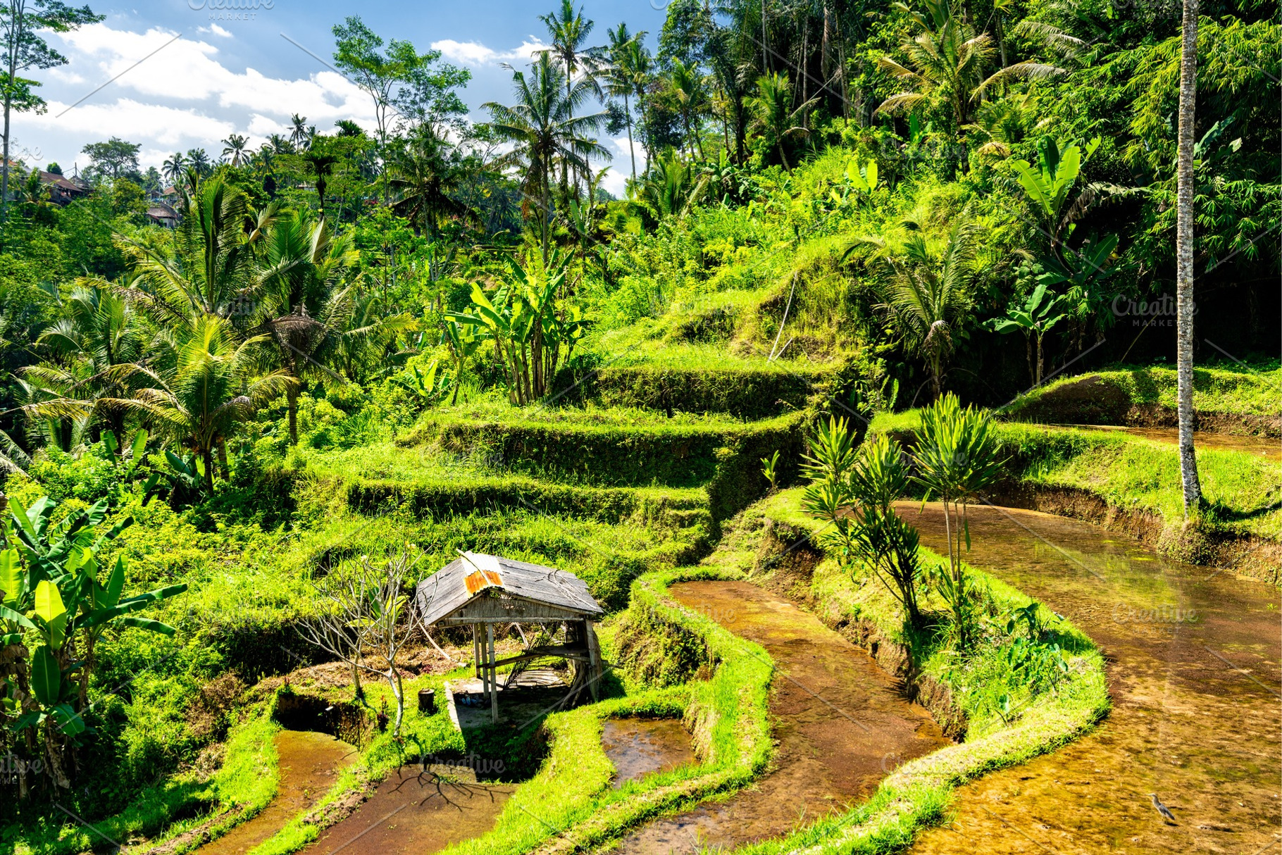 Tegallalang rice terraces on bali in stock photo containing bali and, a Nature Photo by Leonid Andronov