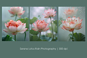 Serene Lotus Rain, a Seasonal Illustration by StockVerse Creative (Thumbnail 1 of 4)