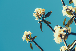 Plumeria blossoms blue sky, a Nature Photo by SkyNext