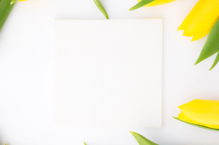 Yellow tulips flat lay on white back, an Abstract Photo by Lenor4ik