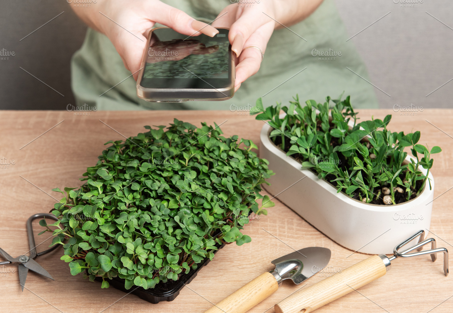 Woman taking photo of microgreens with smartphone, home gardenin, a Food & Drink Photo by Olena Rudo