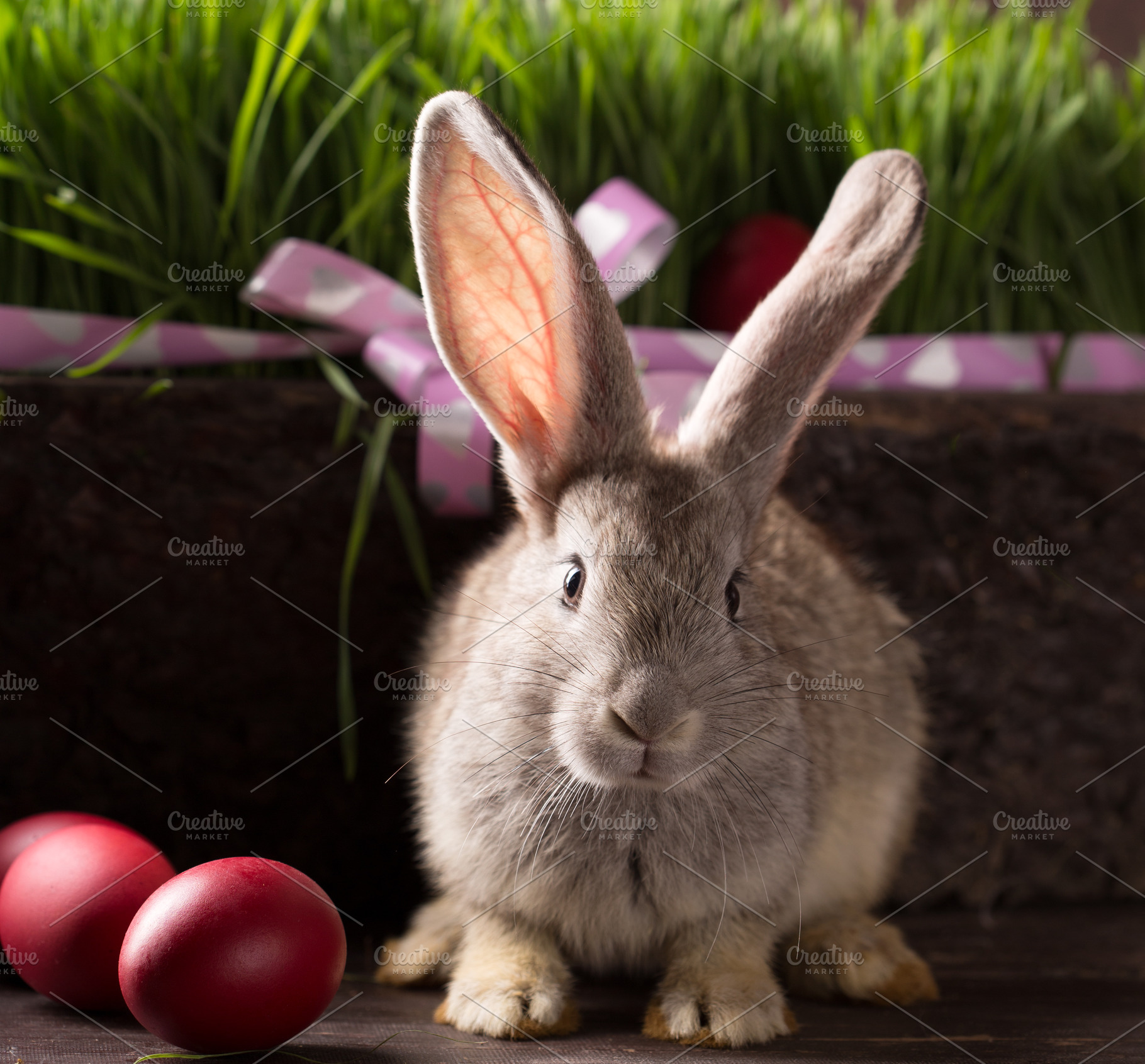 Easter bunny containing easter, bunny, and rabbit, a Holiday Photo by peterzsuzsa