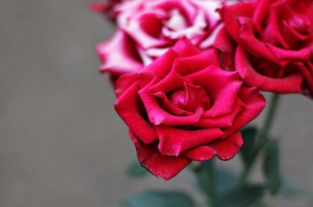 Red roses, a Nature Photo by Iryna Sotnykova