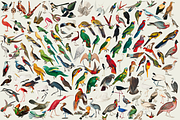 1150 Vintage Bird Illustratins, an Animal Illustration by Lilithcollageart (Thumbnail 5 of 10)