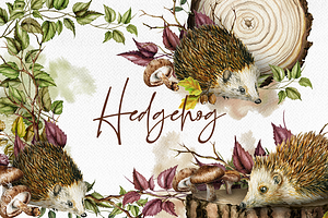 Hedgehog Watercolor Illustration