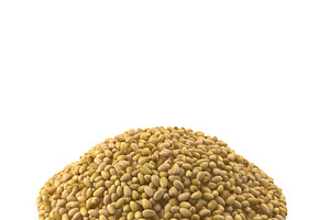 Coriander Seeds