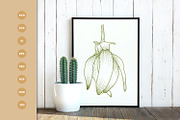 Ylang Ylang flower engraving style, a Healthcare Illustration by vectorartificer (Thumbnail 2 of 5)