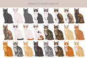Domestic shorthair cat, an Animal Illustration by pet design shop (Thumbnail 3 of 6)