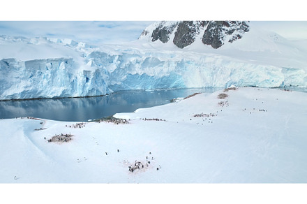 Many penguins groups relax Antarctic