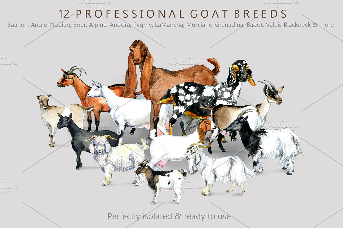 Ultimate Goats: 12 Watercolor Breeds, an Animal Illustration by FineArt (Photo 6 of 8)