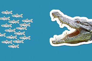 School of fish escaping crocodile, an Animal Photo by BOOCYS