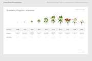 BBCH Growth Stages, Other Crops, a Presentation Template by Ilia Design (Thumbnail 2 of 8)
