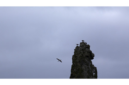 Top of long cliff with seagulls, a Nature Photo by Media Whale Stock