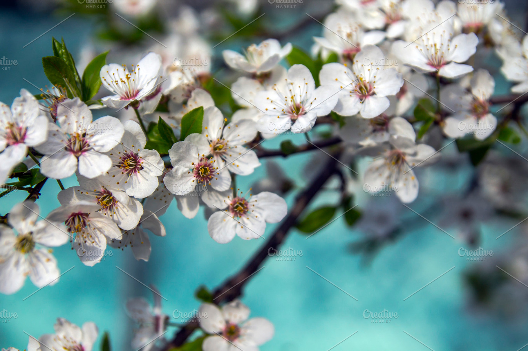 Cherry blossoms. branch beautiful fresh flowers on a blue background, a Nature Photo by TatsianaSalauyova