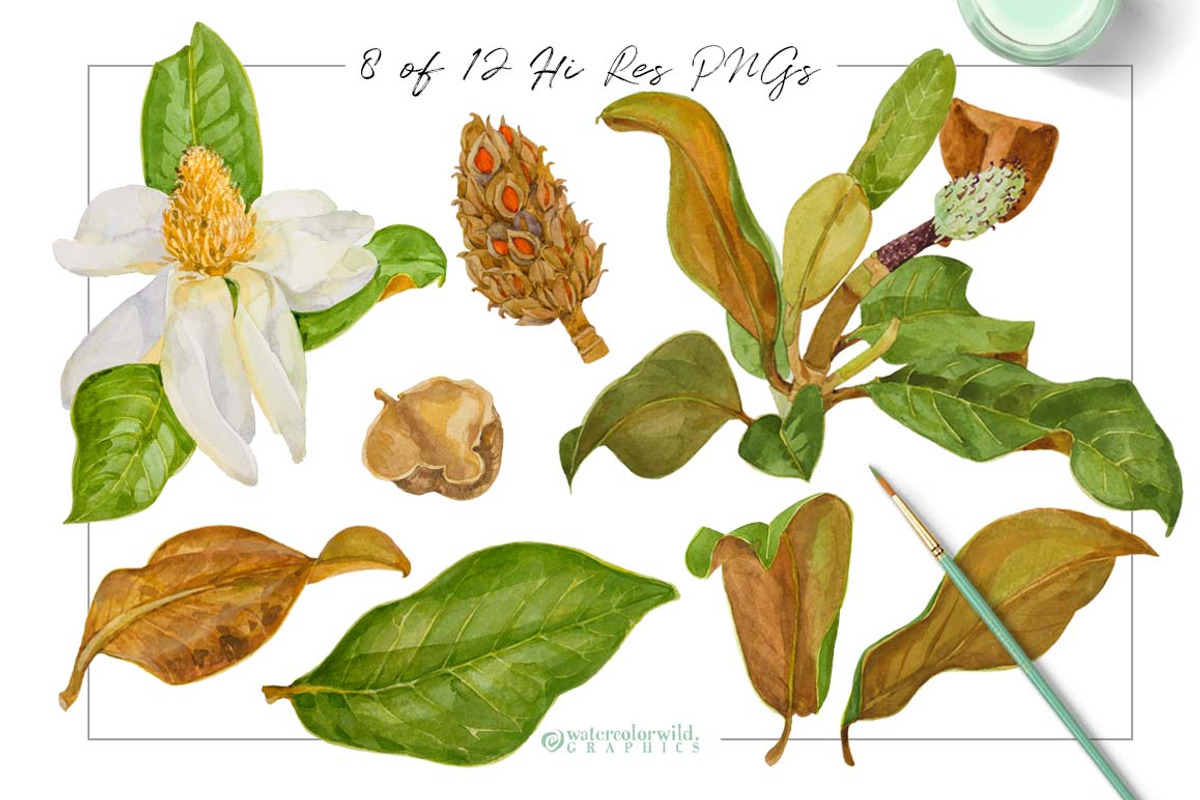 Southern MAGNOLIA-Vintage Clipart, an Illustration by watercolorwild.graphics (Photo 5 of 7)