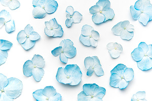 Blue hydrangea petals scatter on white background, a Nature Photo by Olena Rudo