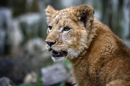 Close up lion cub portrait. Wildlife scene from nature, an Animal Photo by Byrdyak